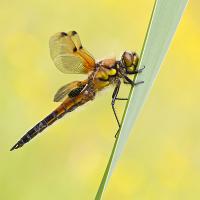 Four-Spotted Chaser 2 